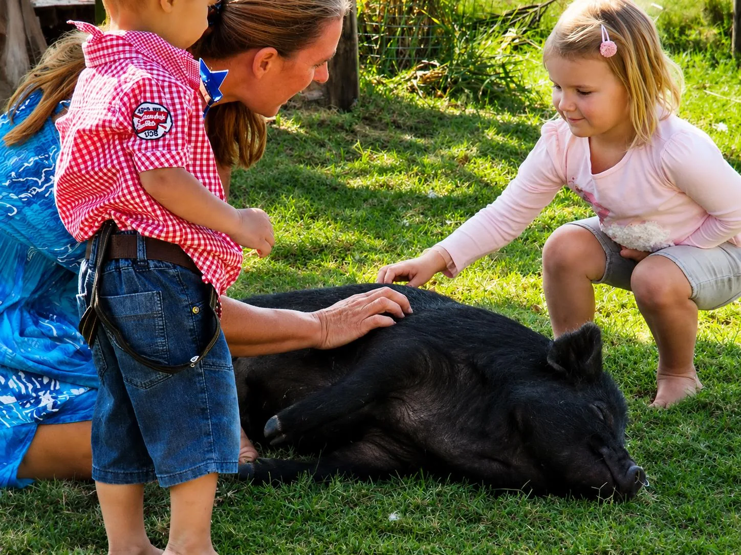 Children petting pig on the lawn at Lat Wai